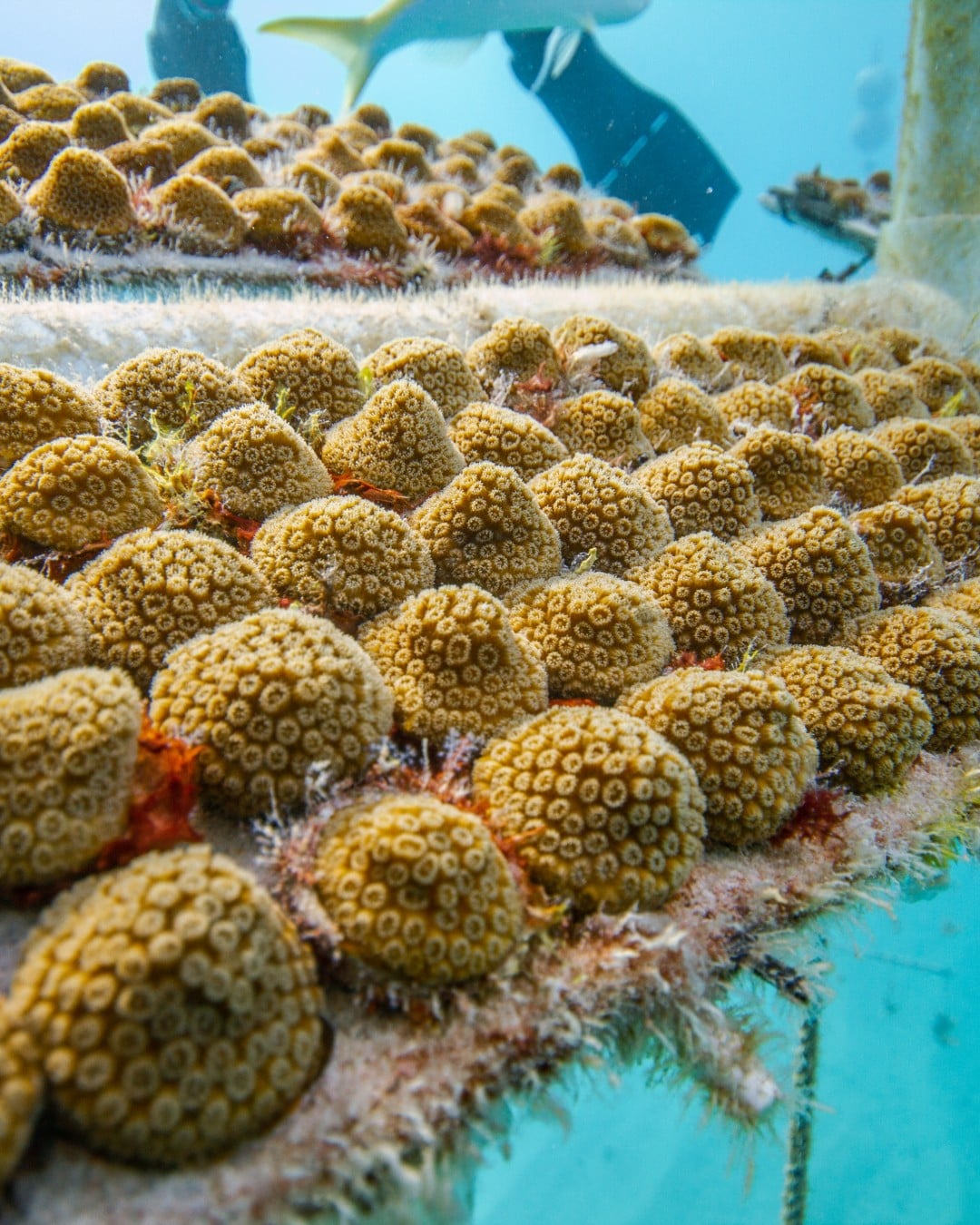 Rows of young star coral growing on a nursery rack in turquoise water, a diver’s fins and a fish above