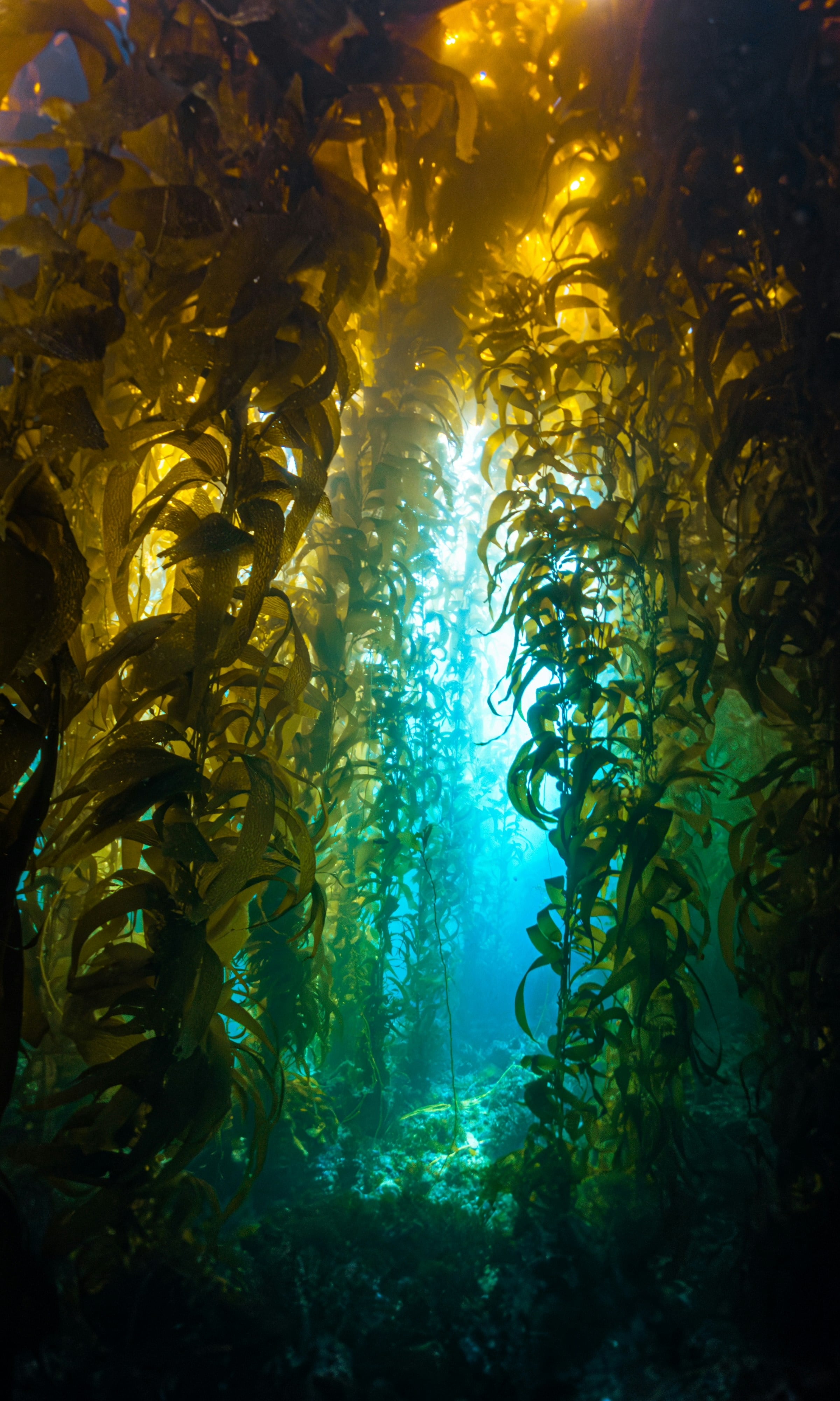 Sunlight pouring through an arch in a Catalina kelp forest
