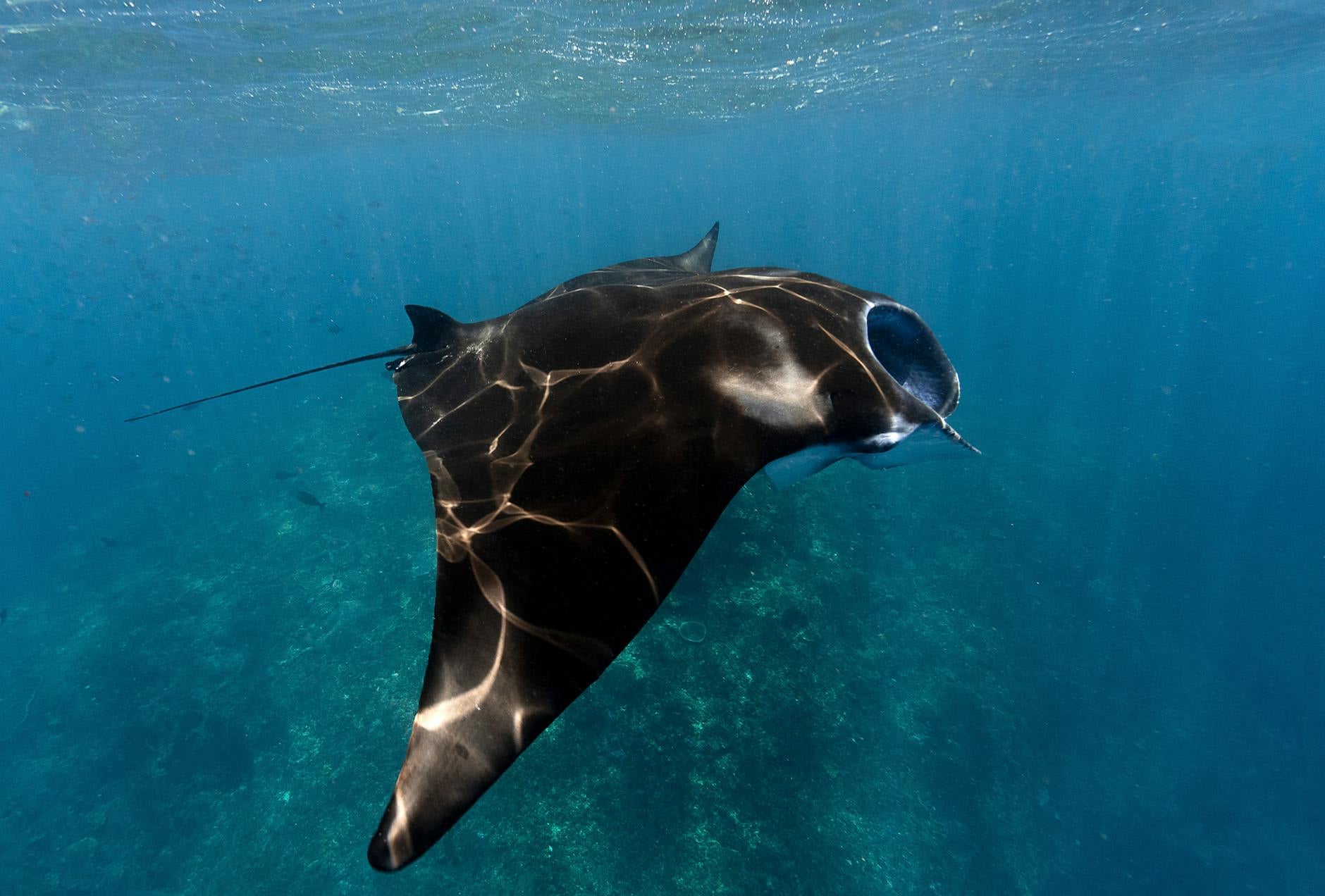 A manta ray gliding over the reef in Kona