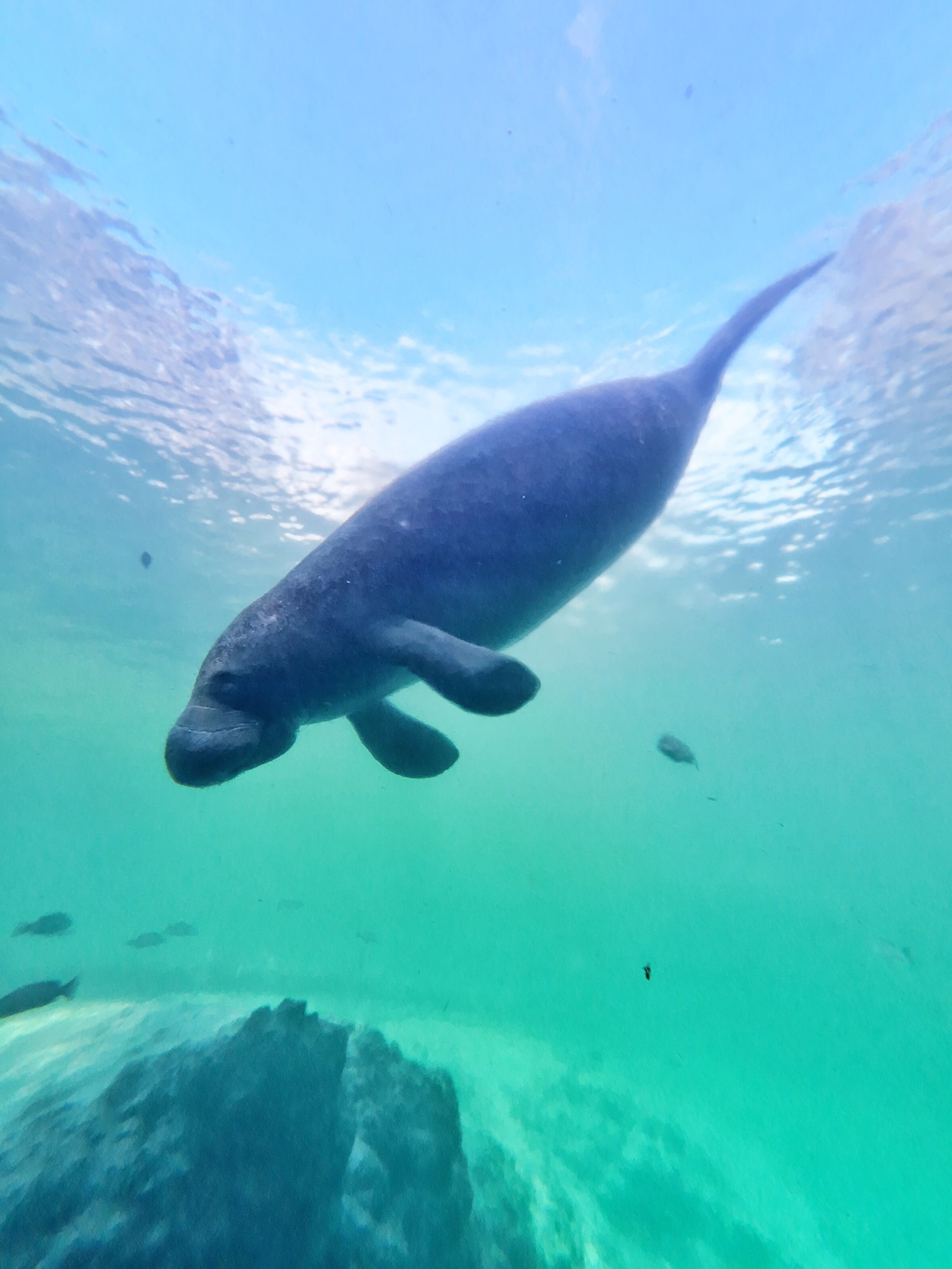 A manatee in a sunlit Florida spring