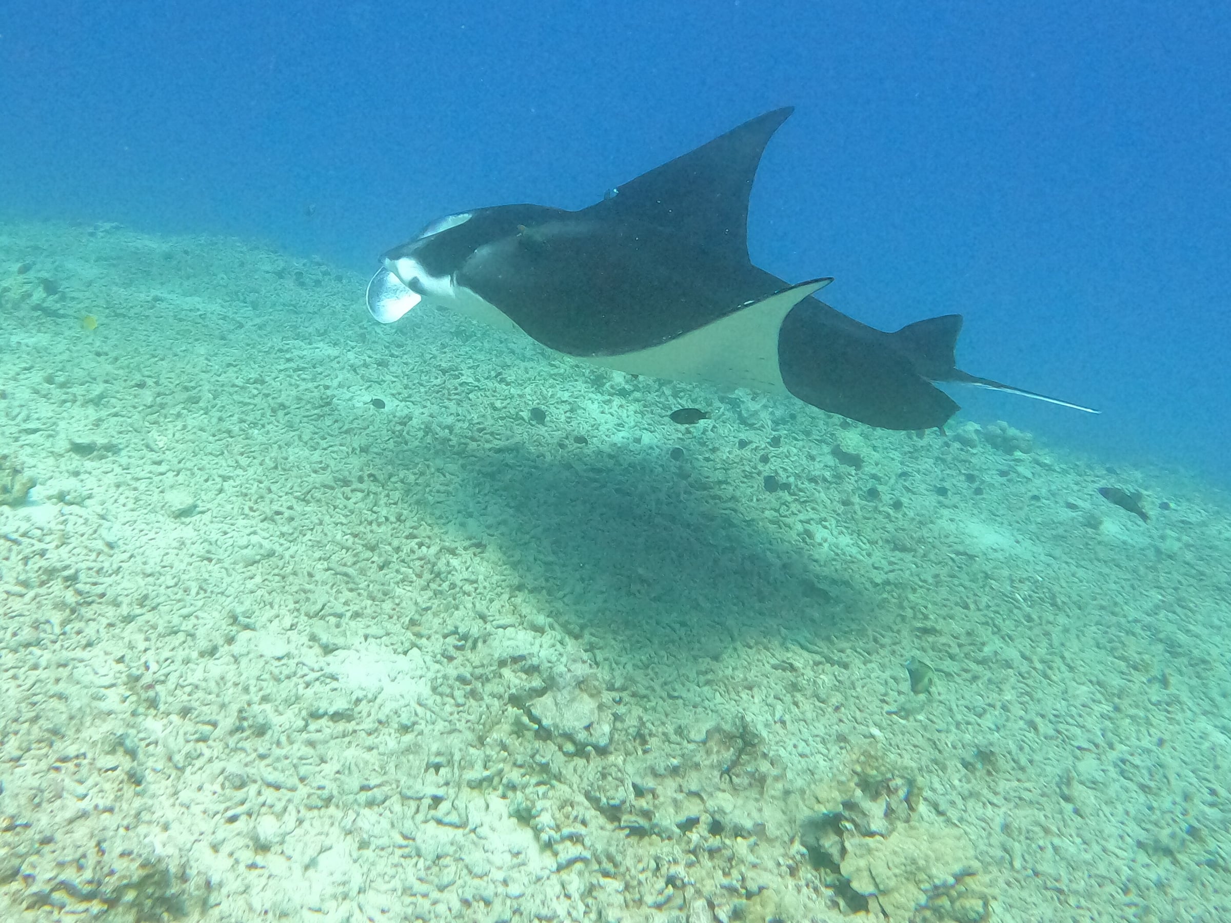 A manta ray gliding over the rubble floor of a cleaning station, deep blue water above