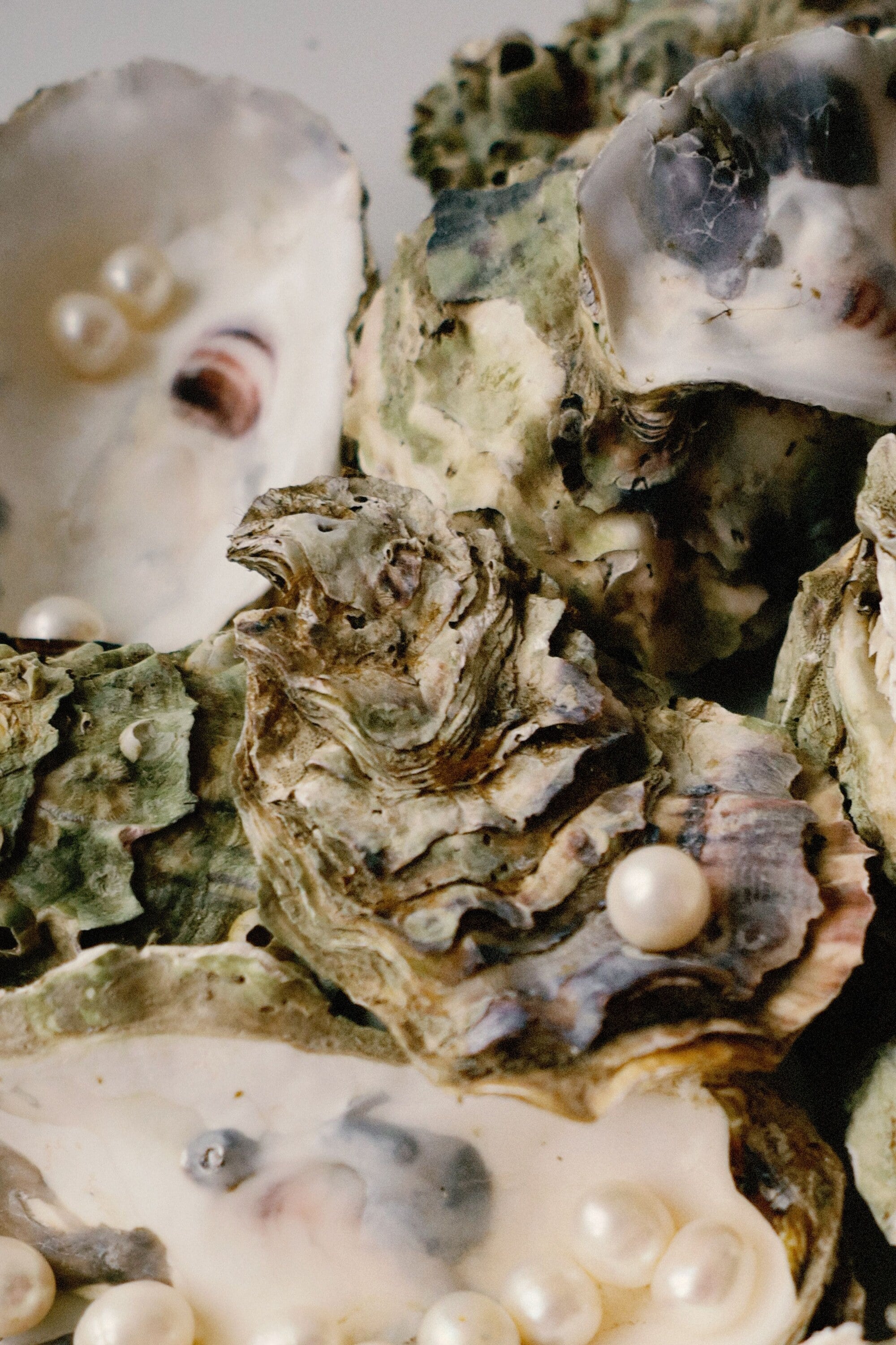 Pearls resting in open oyster shells, close up
