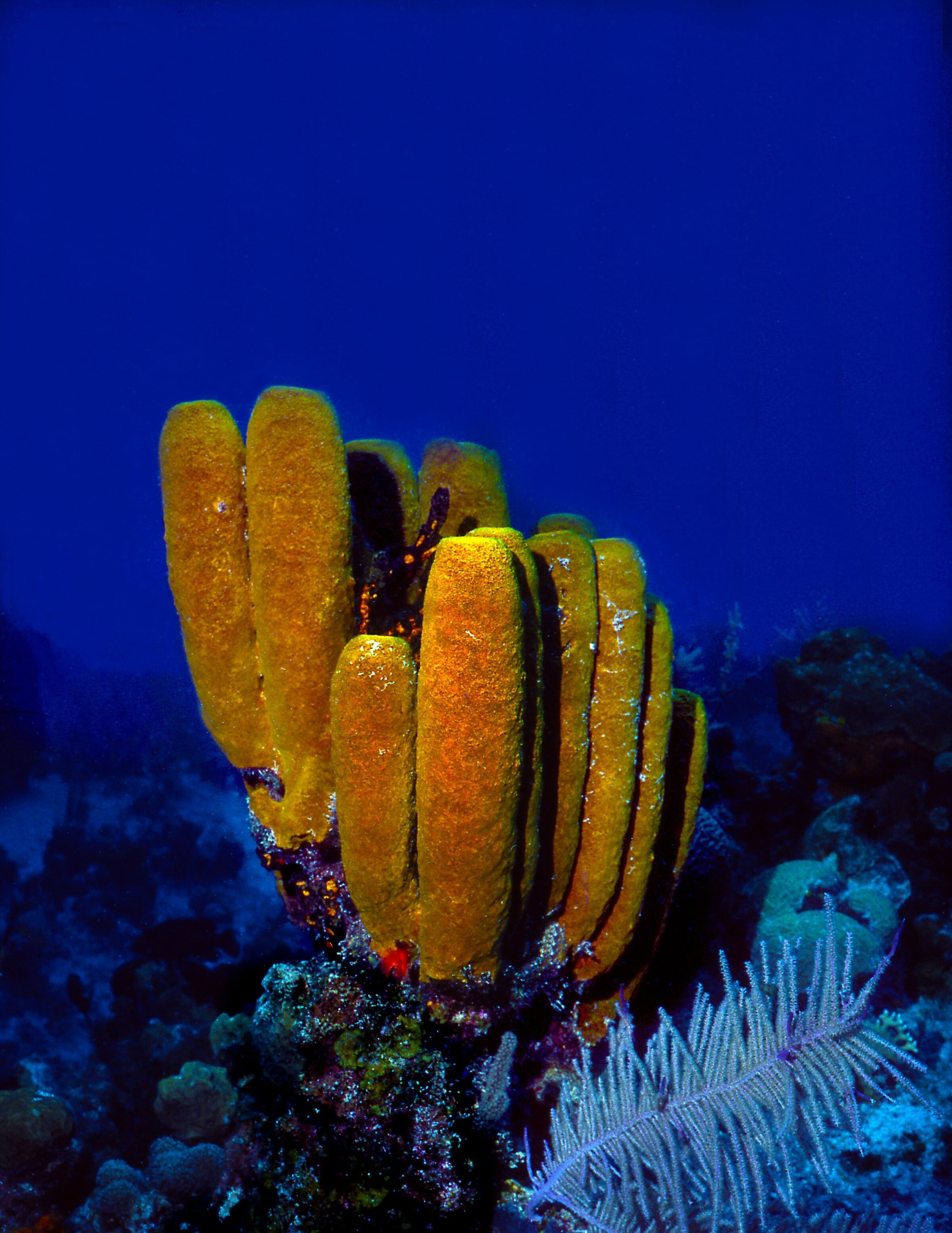 A cluster of yellow tube sponges on a reef in deep blue water